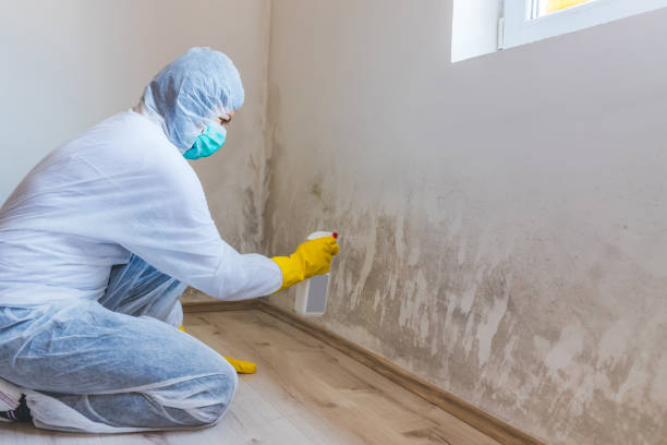 Licensed Commercial Mold Remediation service in Arlington, MA - WQB Mold Removal